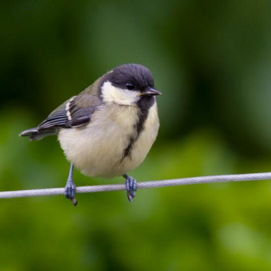 Kohlmeise: Tier im Habitat Garten in der NatureSpots App