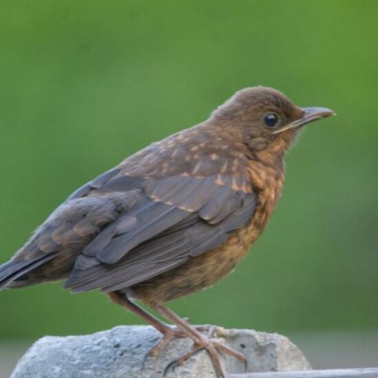 Common blackbird: Animal in habitat Garden in the NatureSpots App