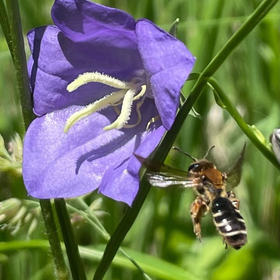 Westliche Honigbiene: Tier im Habitat Wald der gemäßigten Breiten in der NatureSpots App