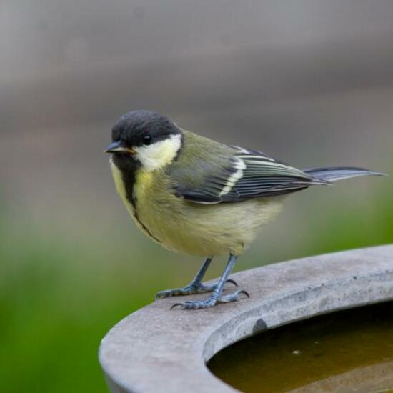 Great Tit: Animal in habitat Garden in the NatureSpots App