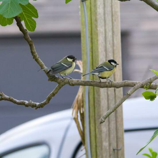 Great Tit: Animal in habitat Garden in the NatureSpots App