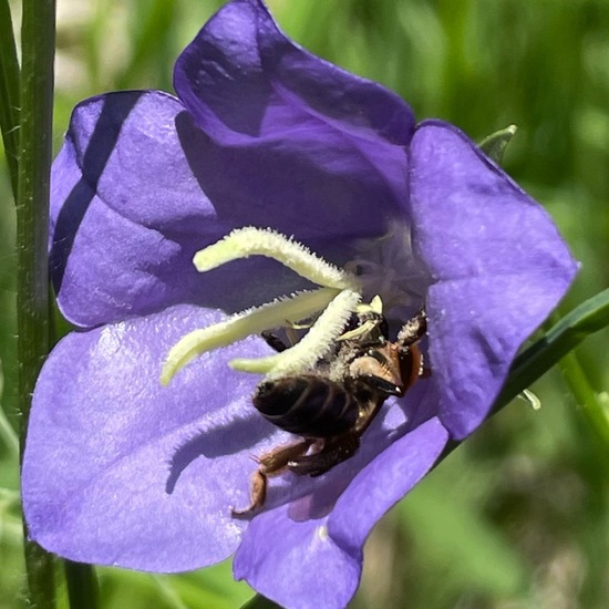 Westliche Honigbiene: Tier im Habitat Wald der gemäßigten Breiten in der NatureSpots App