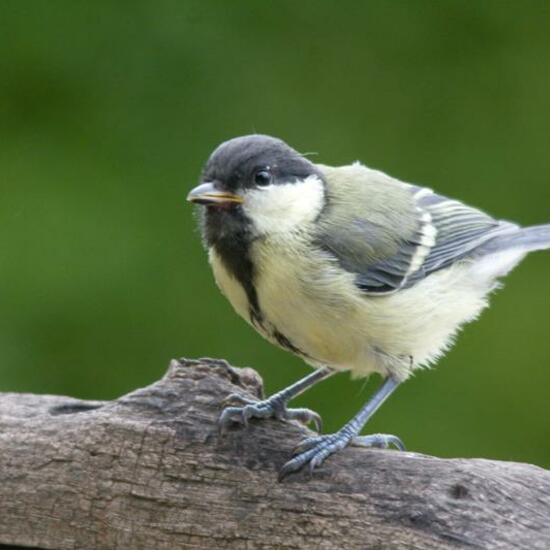 Kohlmeise: Tier im Habitat Garten in der NatureSpots App