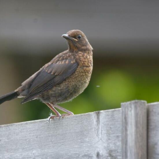 Amsel: Tier im Habitat Garten in der NatureSpots App