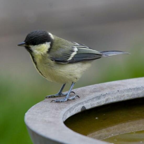 Kohlmeise: Tier im Habitat Garten in der NatureSpots App