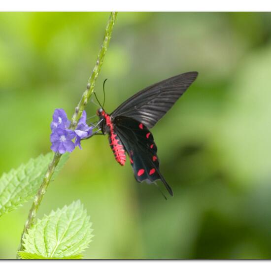 Schmetterlinge: Tier im Habitat Innenraum in der NatureSpots App