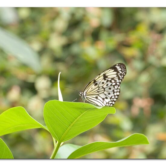 Schmetterlinge: Tier im Habitat Innenraum in der NatureSpots App