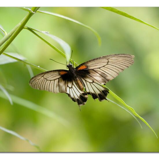 Lepidoptera: Animal in habitat Living space or Indoor in the NatureSpots App