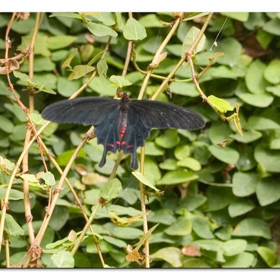 Lepidoptera: Animal in habitat Living space or Indoor in the NatureSpots App