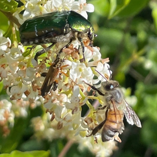 Gewöhnlicher Liguster: Pflanze im Habitat Grasland und Büsche in der NatureSpots App