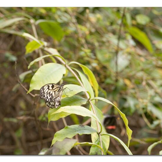 Schmetterlinge: Tier im Habitat Innenraum in der NatureSpots App