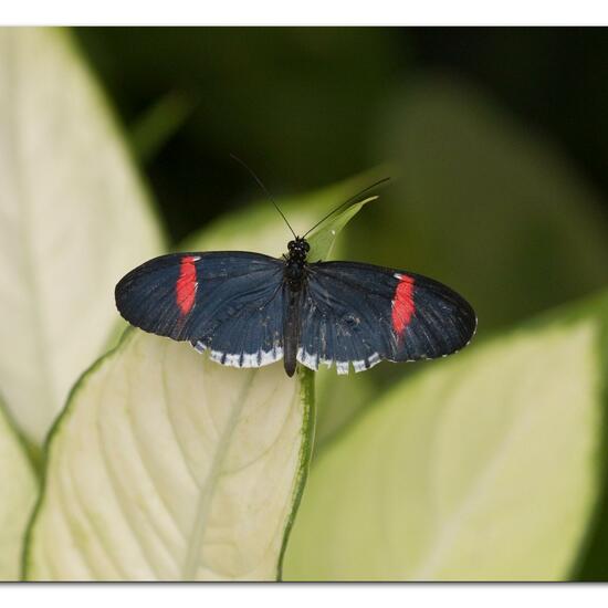 Lepidoptera: Animal in habitat Living space or Indoor in the NatureSpots App