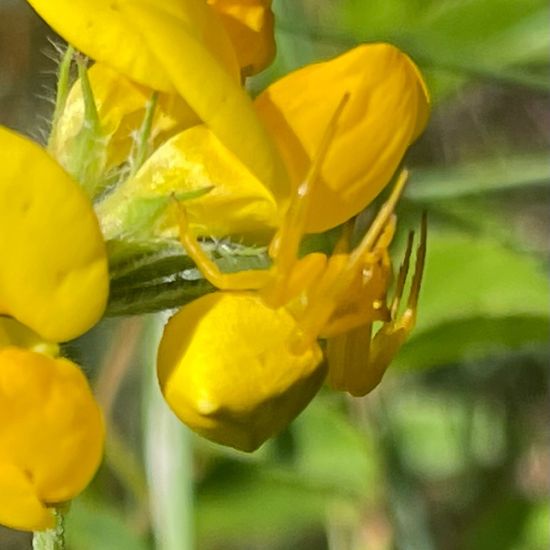 Misumena vatia: Animal in habitat Natural Meadow in the NatureSpots App