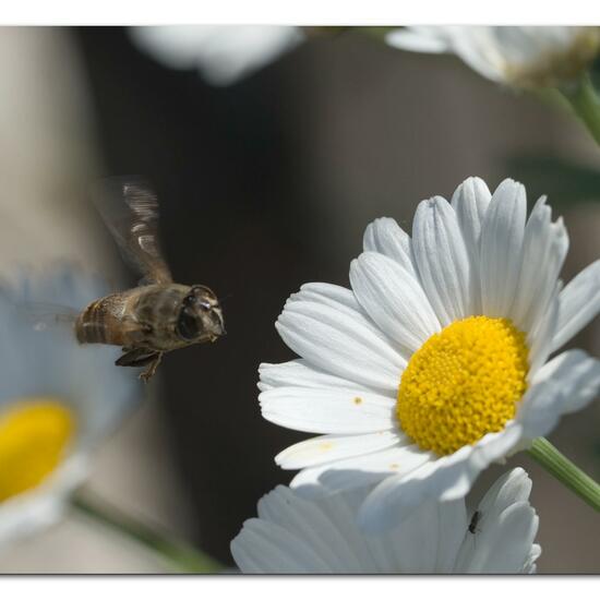 Eristalis tenax: Animal in habitat Backyard in the NatureSpots App