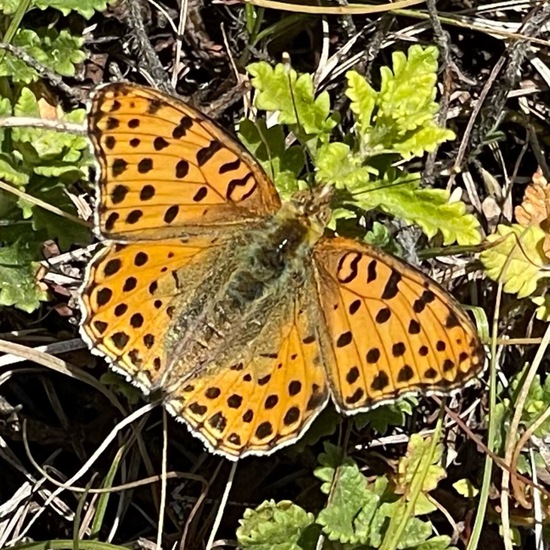 Queen of Spain Fritillary: Animal in nature in the NatureSpots App