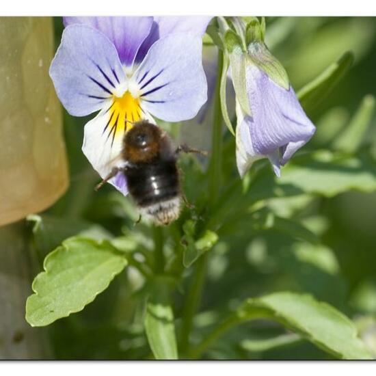 Bombus hypnorum: Animal in habitat Garden in the NatureSpots App