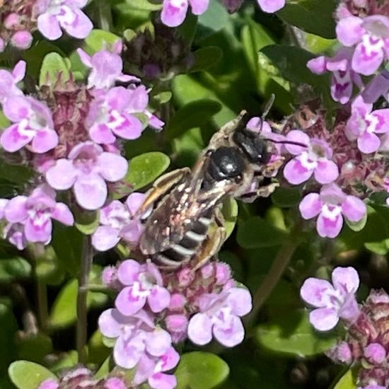 Lasioglossum malachurum: Animal in habitat Garden in the NatureSpots App