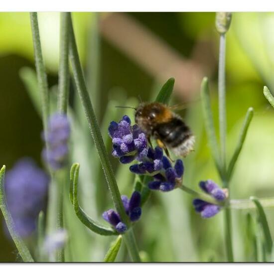 Bombus hypnorum: Animal in habitat Garden in the NatureSpots App