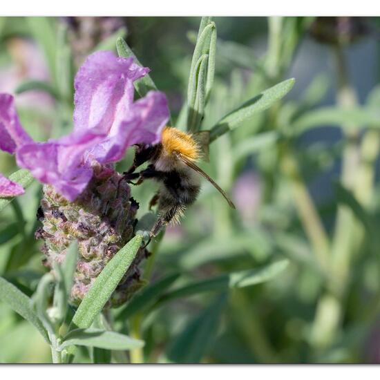 Bombus pascuorum: Animal in habitat Garden in the NatureSpots App