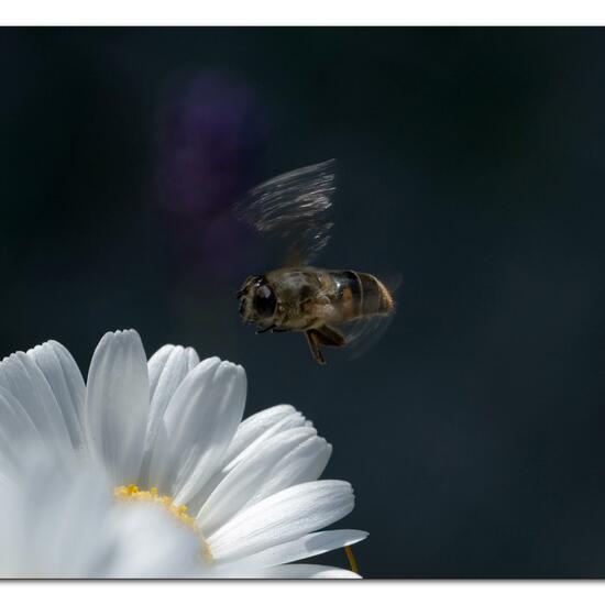 Eristalis tenax: Animal in habitat Garden in the NatureSpots App