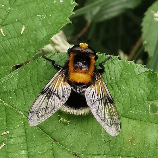 Volucella bombylans: Animal in habitat Temperate forest in the NatureSpots App