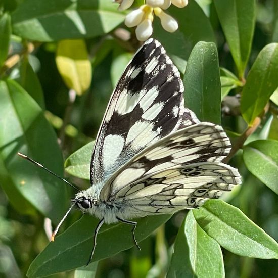 Melanargia galathea: Animal in nature in the NatureSpots App