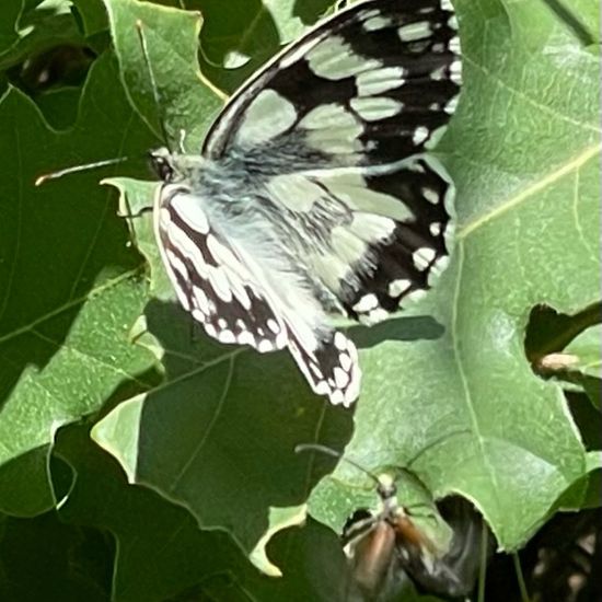 Melanargia galathea: Animal in habitat Grassland in the NatureSpots App