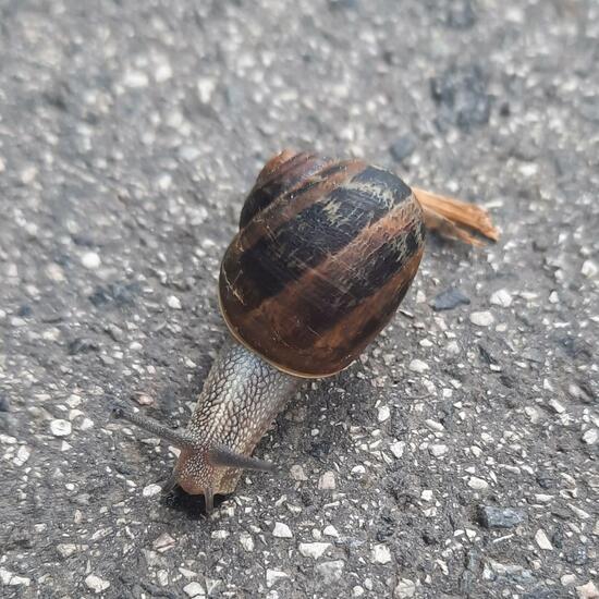 White-lipped snail: Animal in habitat City and Urban in the NatureSpots App