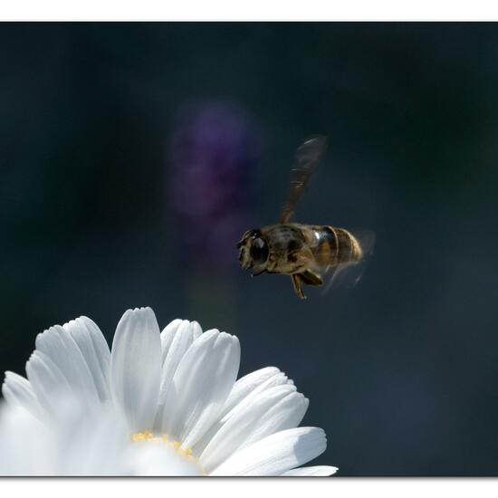 Eristalis tenax: Animal in habitat Garden in the NatureSpots App