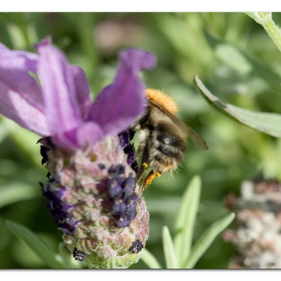 Bombus pascuorum: Animal in habitat Garden in the NatureSpots App