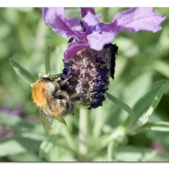 Bombus pascuorum: Animal in habitat Garden in the NatureSpots App