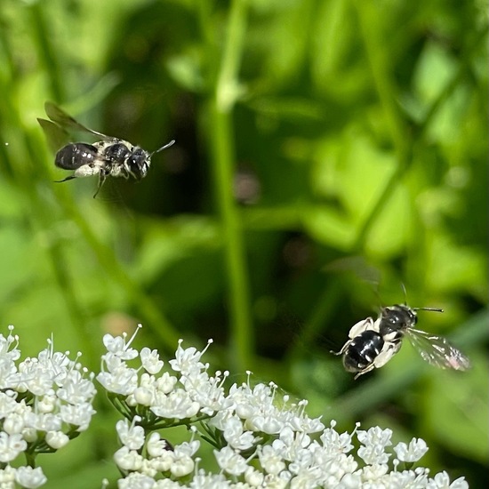 Andrena proxima: Animal in habitat Park in the NatureSpots App