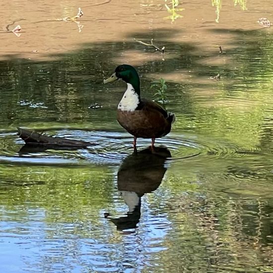 Mallard: Animal in habitat Park in the NatureSpots App