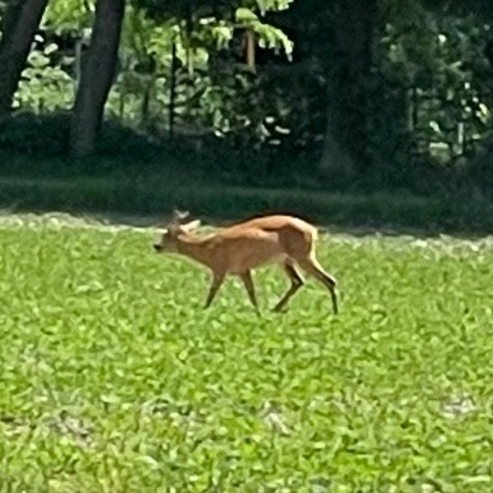 Roe deer: Animal in habitat Crop cultivation in the NatureSpots App