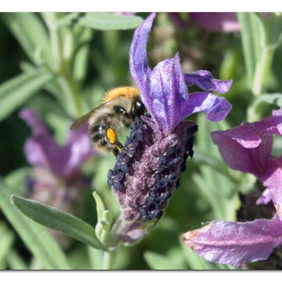 Bombus pascuorum: Animal in habitat Garden in the NatureSpots App