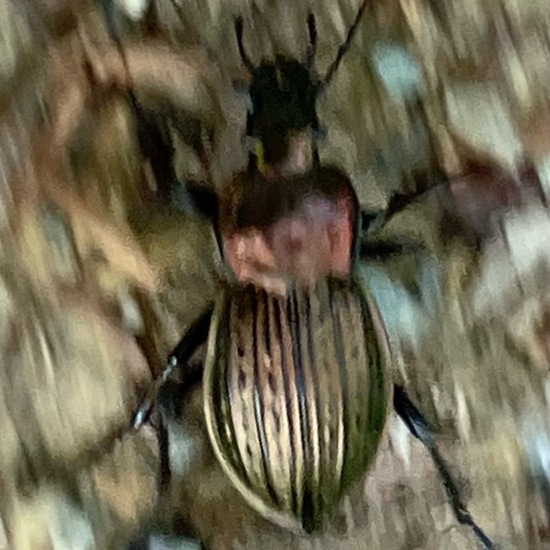 Carabus monilis: Animal in habitat Park in the NatureSpots App