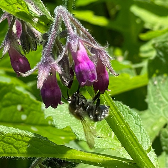 Bombus pascuorum: Animal in habitat Park in the NatureSpots App