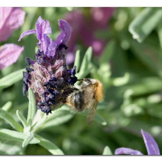 Bombus pascuorum: Animal in habitat Garden in the NatureSpots App