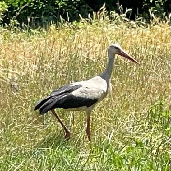 White stork: Animal in habitat Park in the NatureSpots App