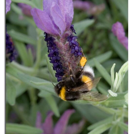 Bumble bee: Animal in habitat Garden in the NatureSpots App