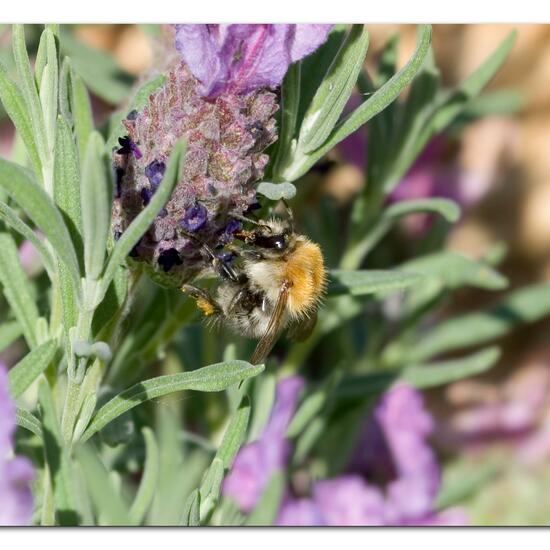 Bombus pascuorum: Animal in habitat Garden in the NatureSpots App