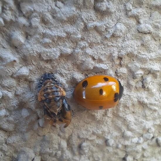 Coccinella septempunctata: Animal in nature in the NatureSpots App