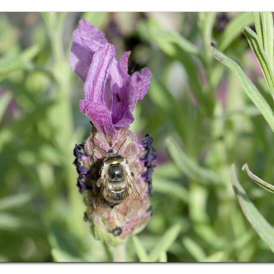 Anthophora quadrimaculata: Animal in habitat Garden in the NatureSpots App