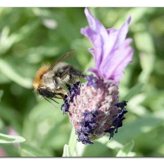 Bombus pascuorum: Animal in habitat Garden in the NatureSpots App