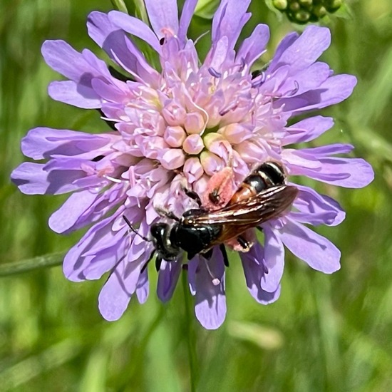 Andrena hattorfiana: Animal in habitat Park in the NatureSpots App