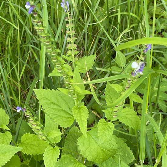 Misumena vatia: Animal in habitat Park in the NatureSpots App