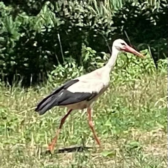 White stork: Animal in habitat Park in the NatureSpots App