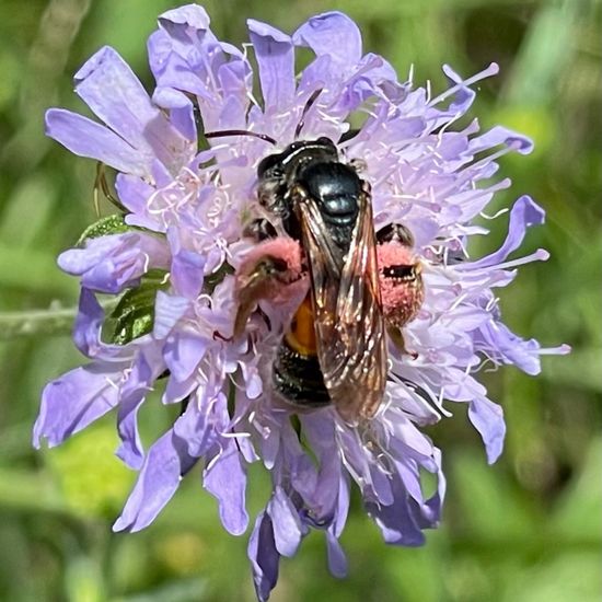 Andrena hattorfiana: Animal in habitat Park in the NatureSpots App