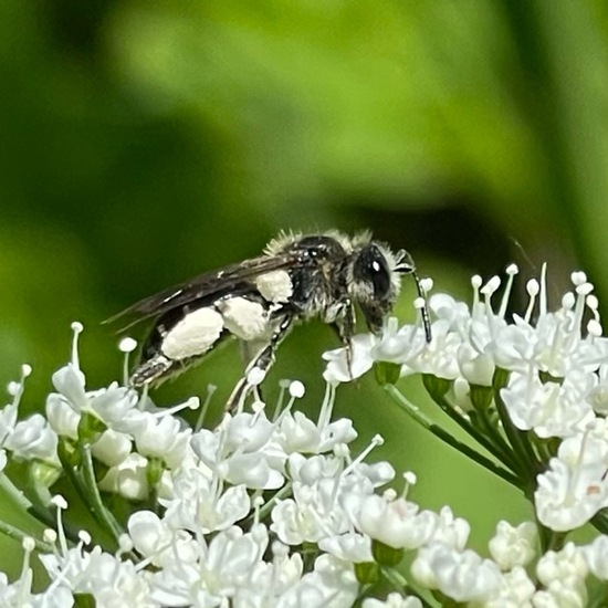 Andrena proxima: Animal in habitat Park in the NatureSpots App