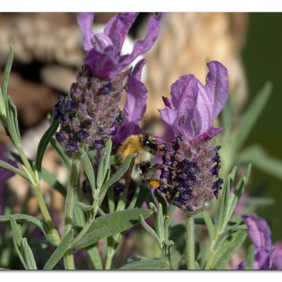 Bombus pascuorum: Animal in habitat Garden in the NatureSpots App